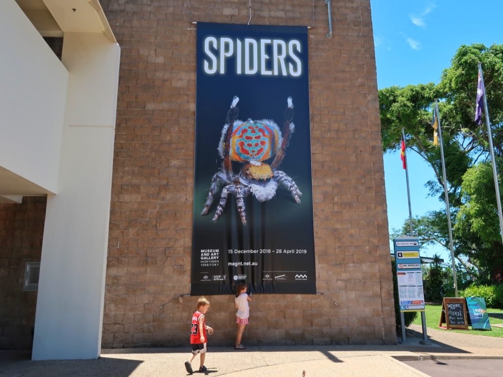 Spiders at the MAGNT the perfect wet season darwin activity