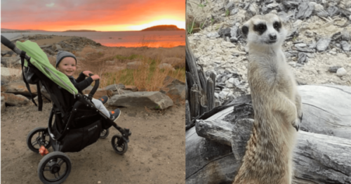 Valco Snap 4 Stroller Meerkat