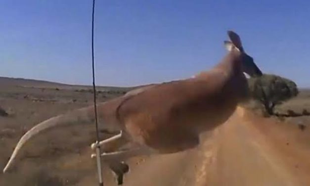 Do Kangaroo Whistles Work? [Someone Did a PhD to Find Out]