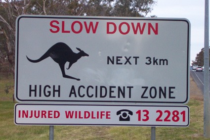 Slow Down - Kangaroo Whistles Don't Work